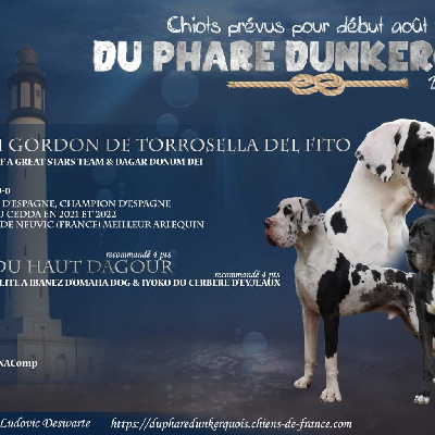 Du Phare Dunkerquois - Dogue allemand - Portée née le 29/07/2022