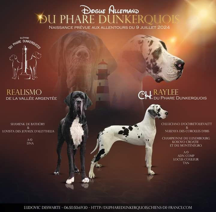 chiot Dogue allemand Du Phare Dunkerquois