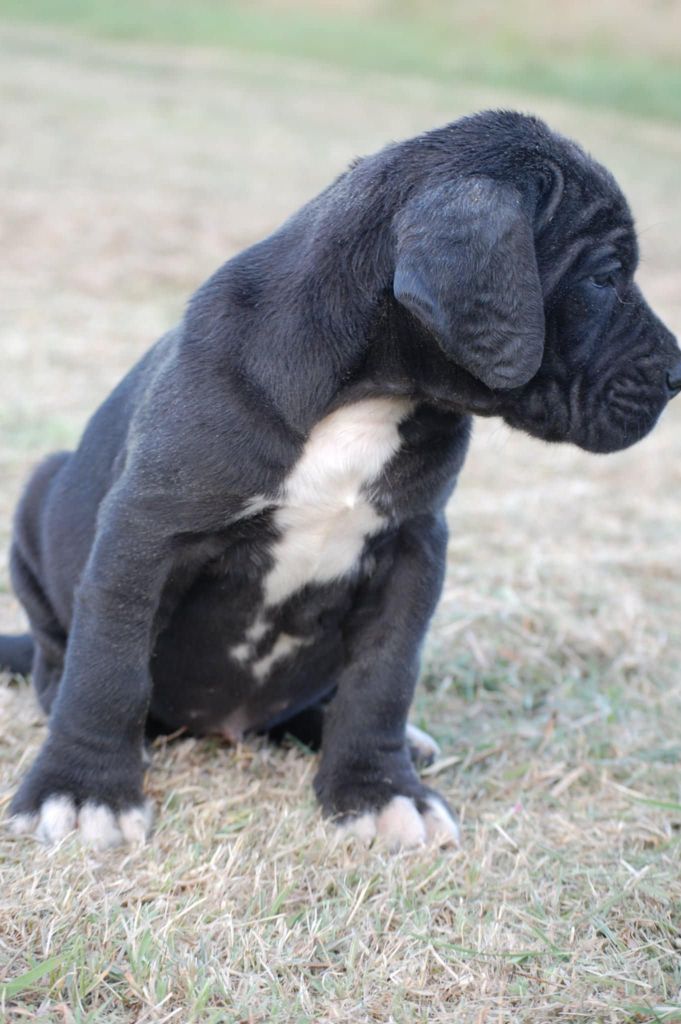 Du Phare Dunkerquois - Chiots disponibles - Dogue allemand