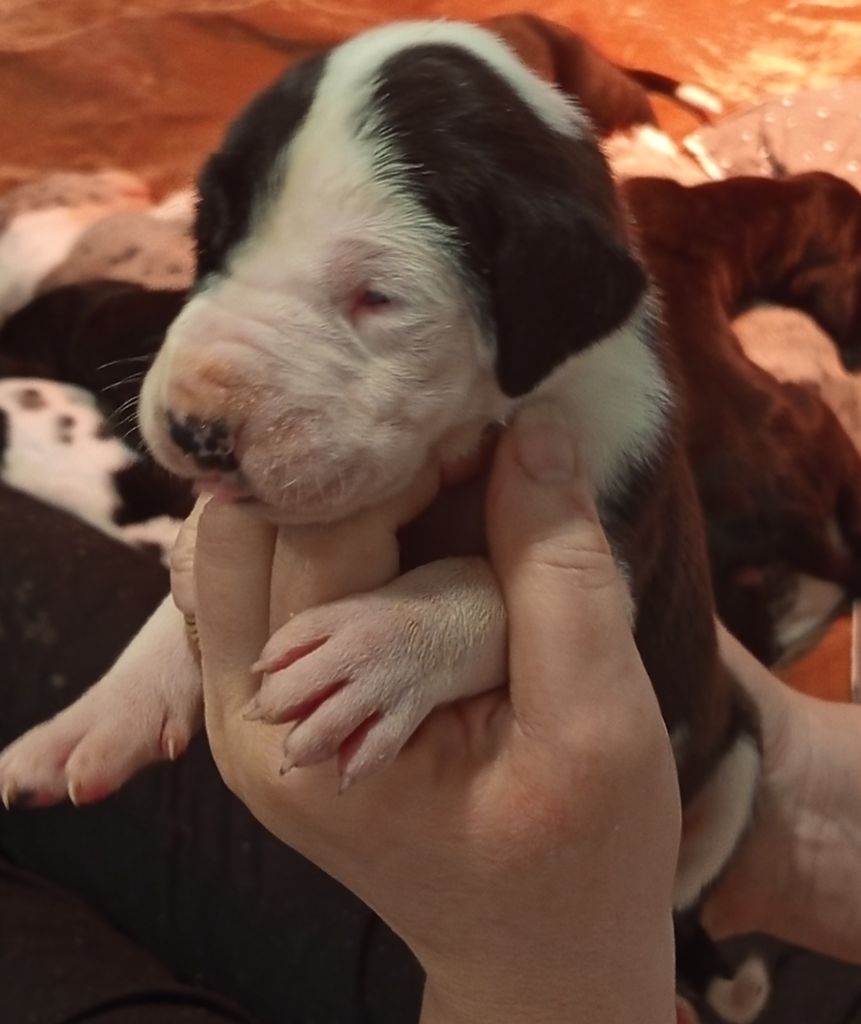 Du Phare Dunkerquois - Chiots disponibles - Dogue allemand