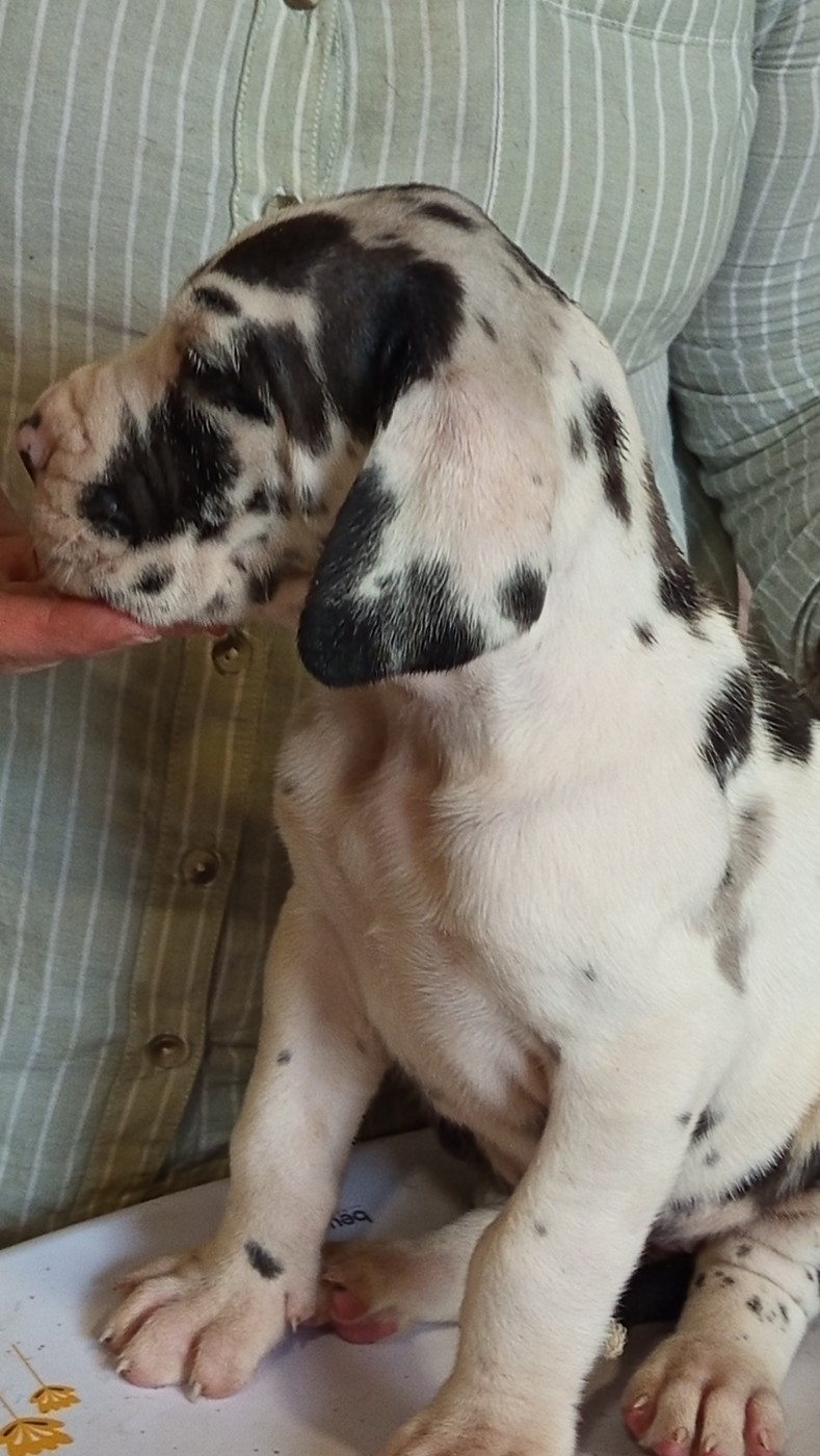 Du Phare Dunkerquois - Chiots disponibles - Dogue allemand