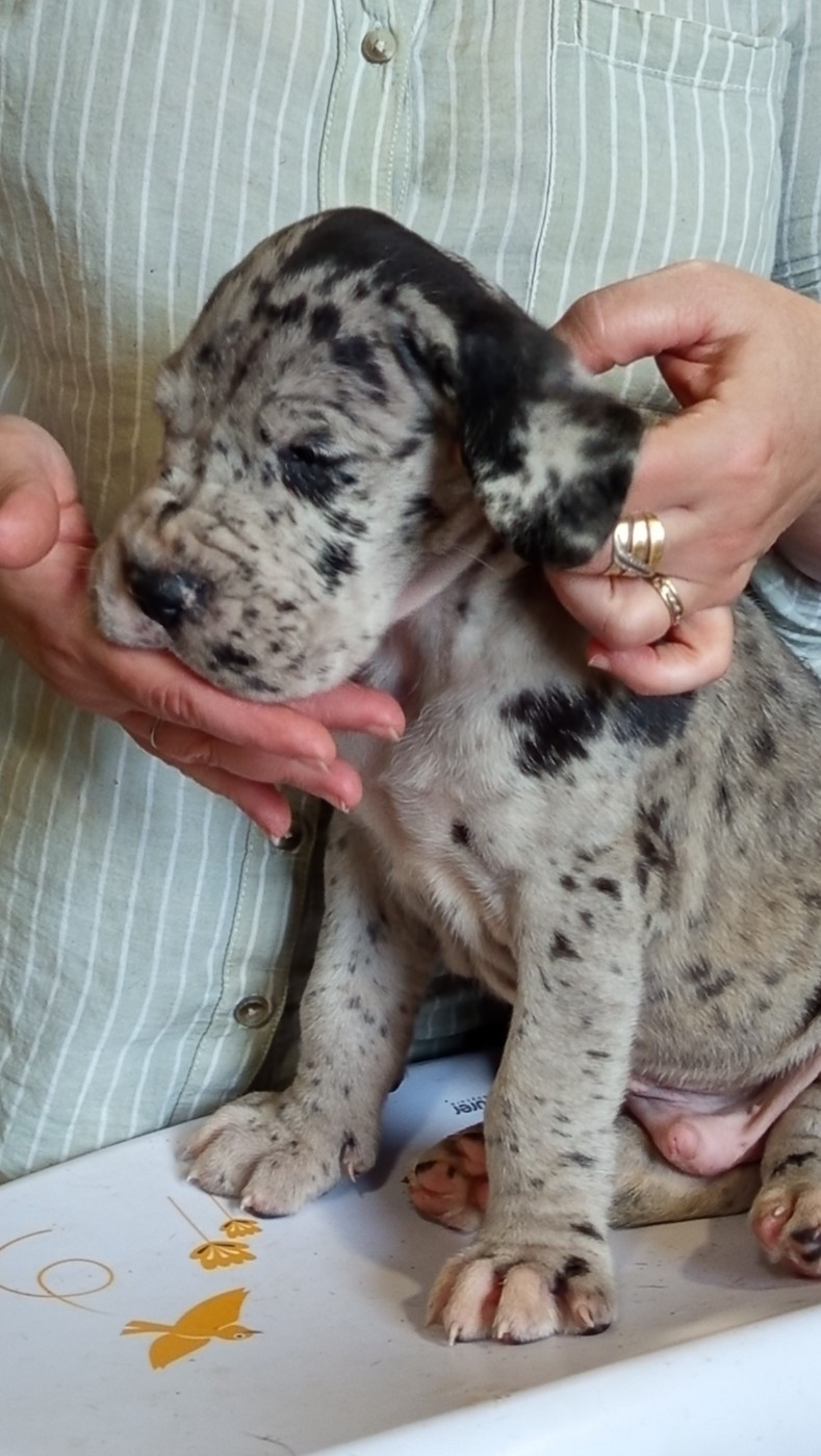 Du Phare Dunkerquois - Chiots disponibles - Dogue allemand