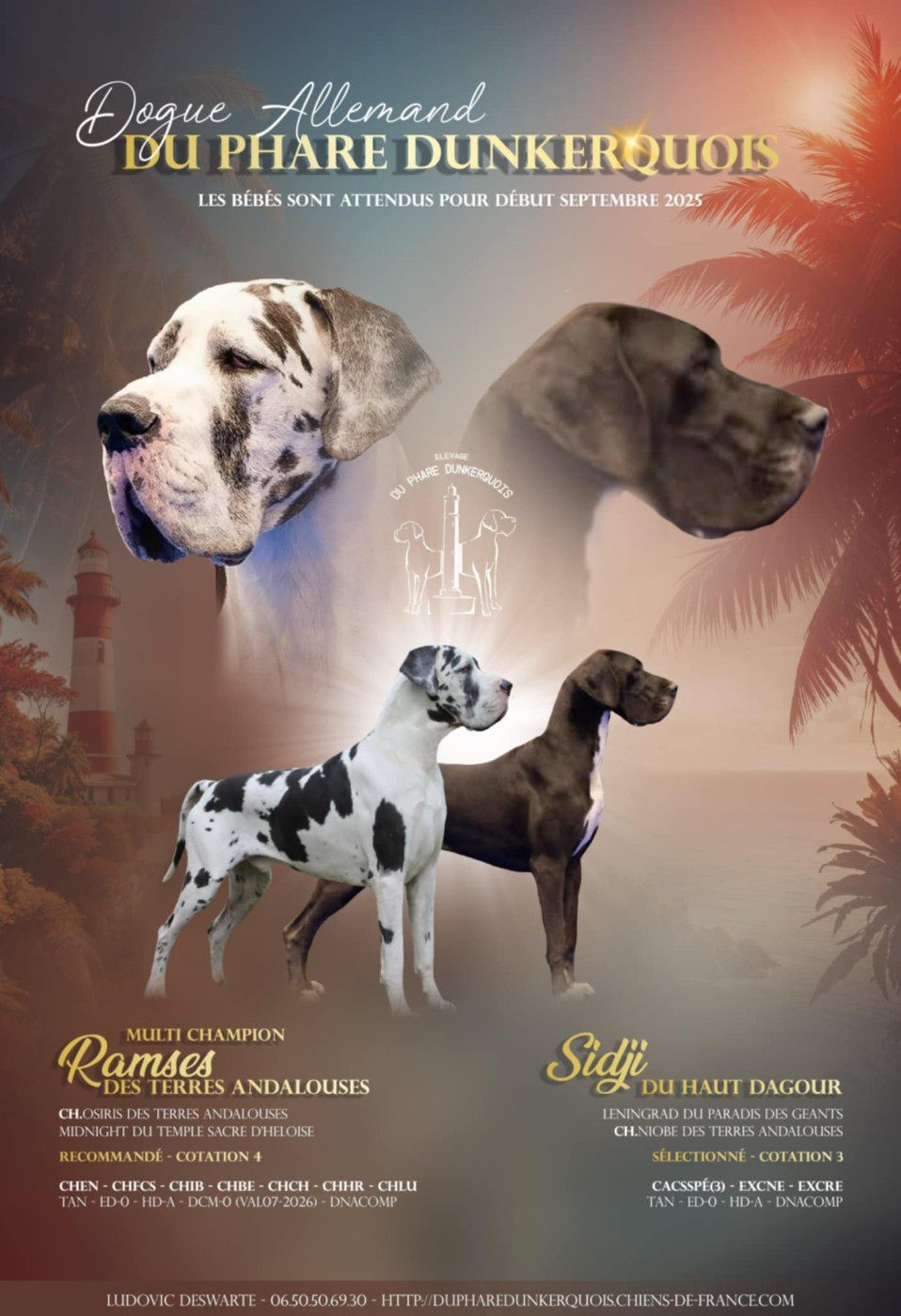 Chiot Dogue allemand Du Phare Dunkerquois