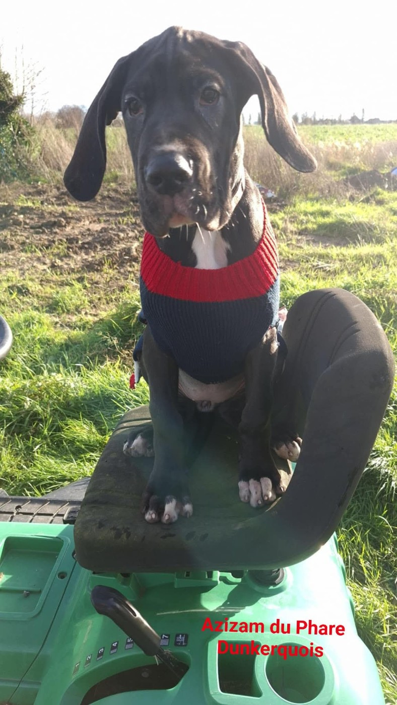 Du Phare Dunkerquois - Chiots disponibles - Dogue allemand