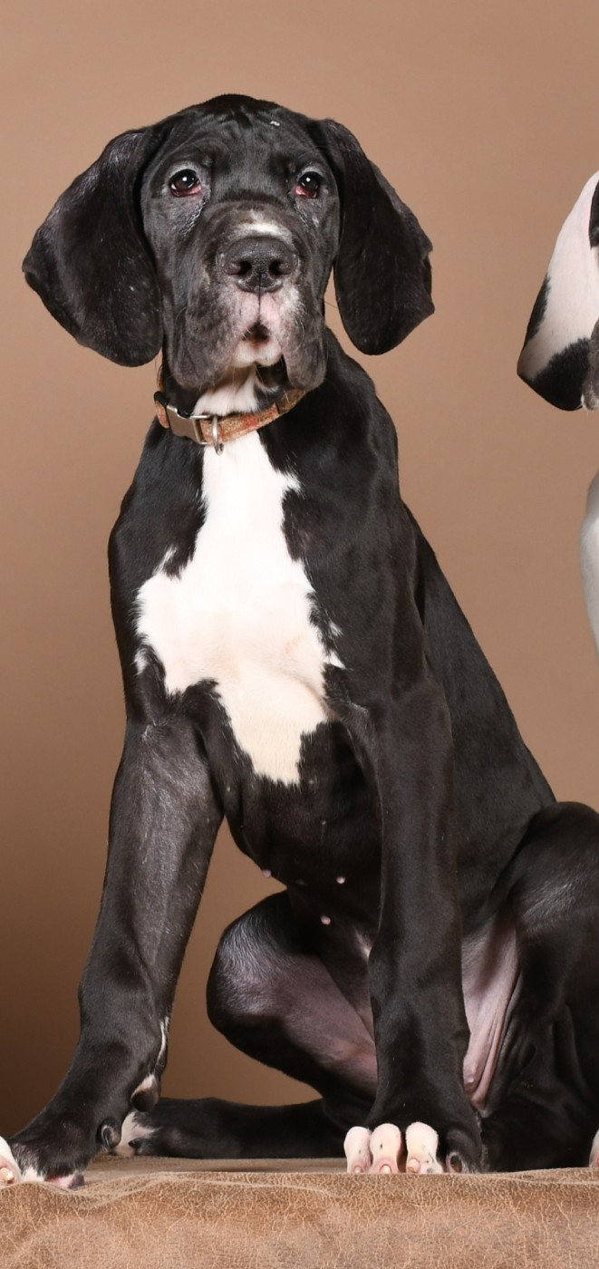 Du Phare Dunkerquois - Chiots disponibles - Dogue allemand