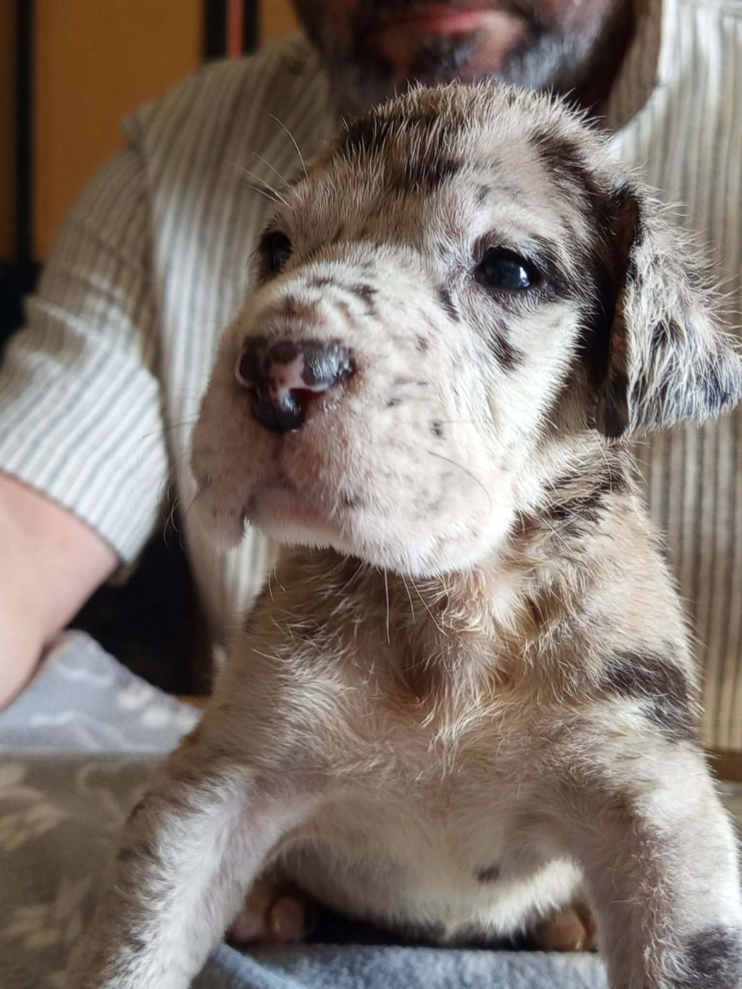 Du Phare Dunkerquois - Chiots disponibles - Dogue allemand