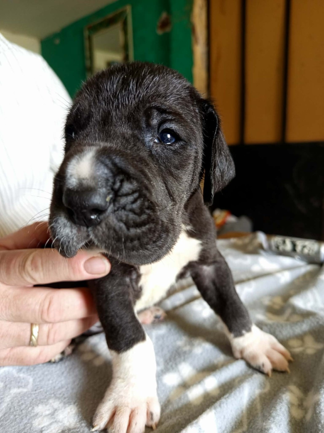 Du Phare Dunkerquois - Chiots disponibles - Dogue allemand