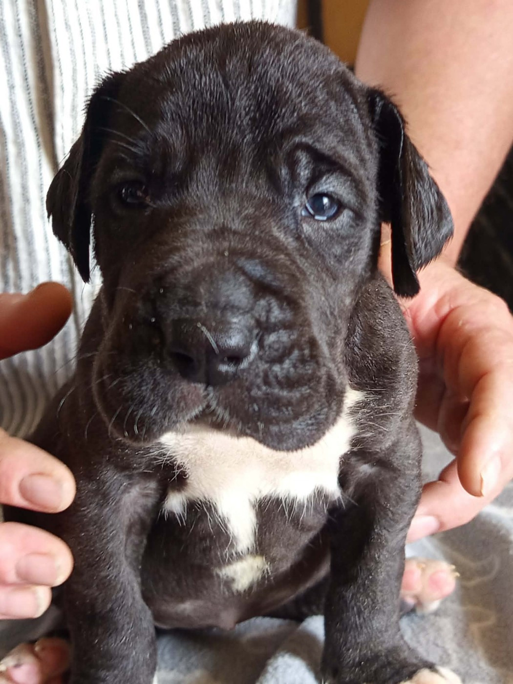 Du Phare Dunkerquois - Chiots disponibles - Dogue allemand