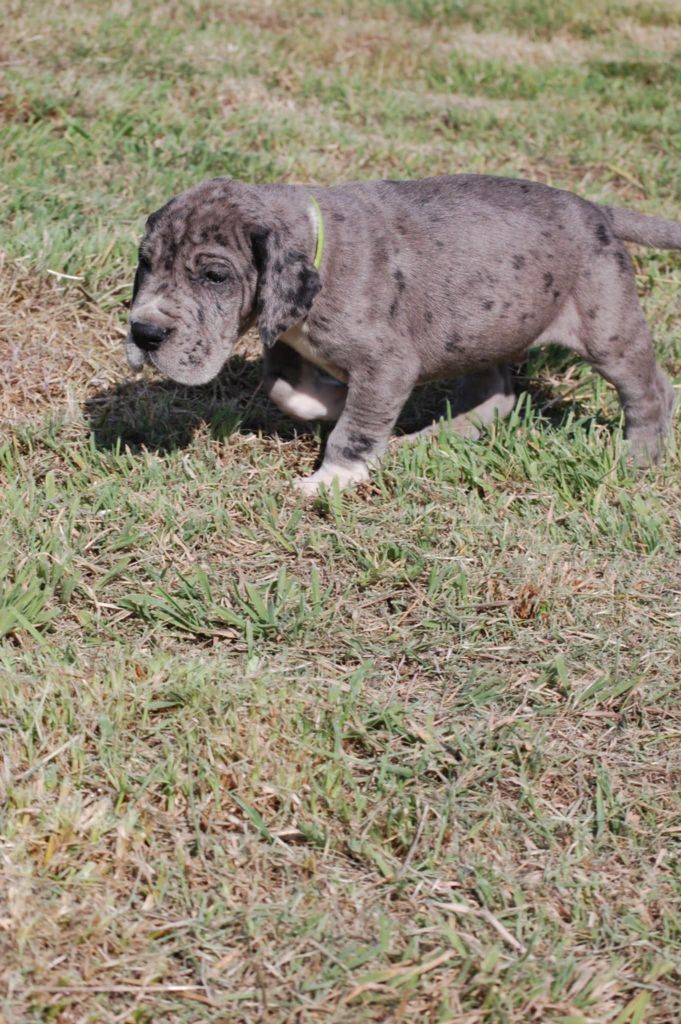 Du Phare Dunkerquois - Chiots disponibles - Dogue allemand