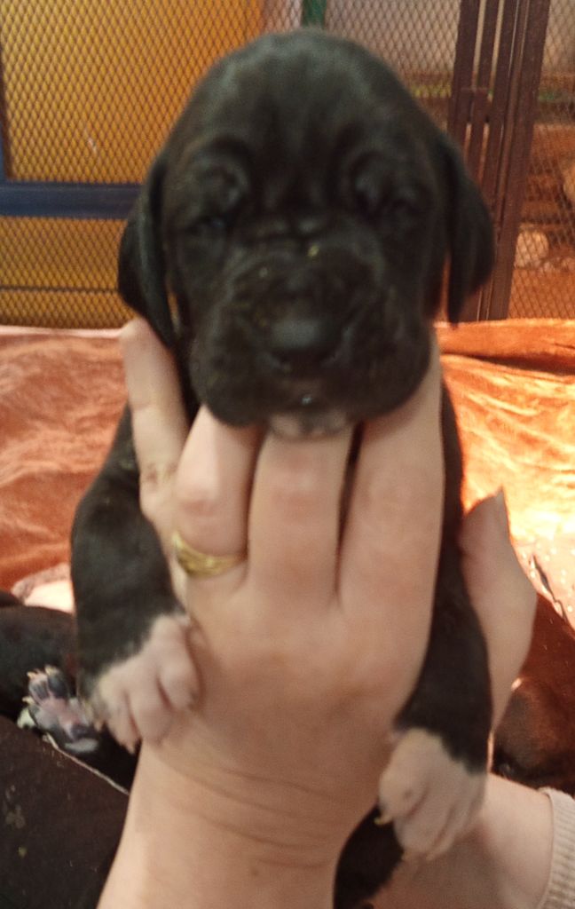 Du Phare Dunkerquois - Chiots disponibles - Dogue allemand