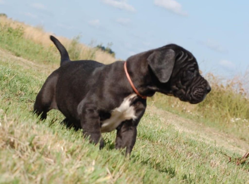 Du Phare Dunkerquois - Chiots disponibles - Dogue allemand