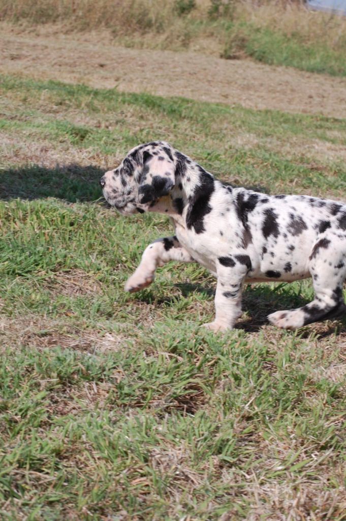 Du Phare Dunkerquois - Chiots disponibles - Dogue allemand