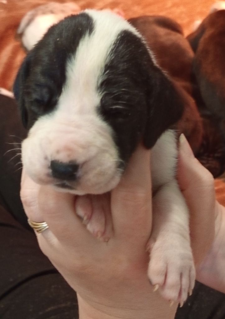 Du Phare Dunkerquois - Chiots disponibles - Dogue allemand