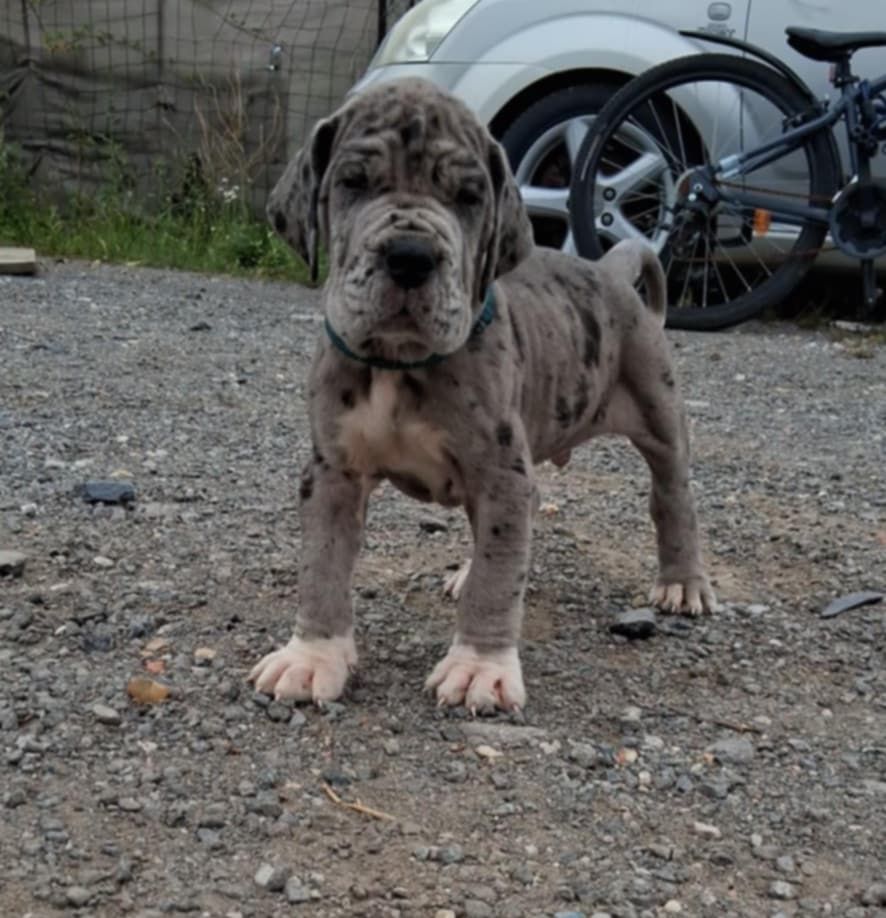 Du Phare Dunkerquois - Chiots disponibles - Dogue allemand