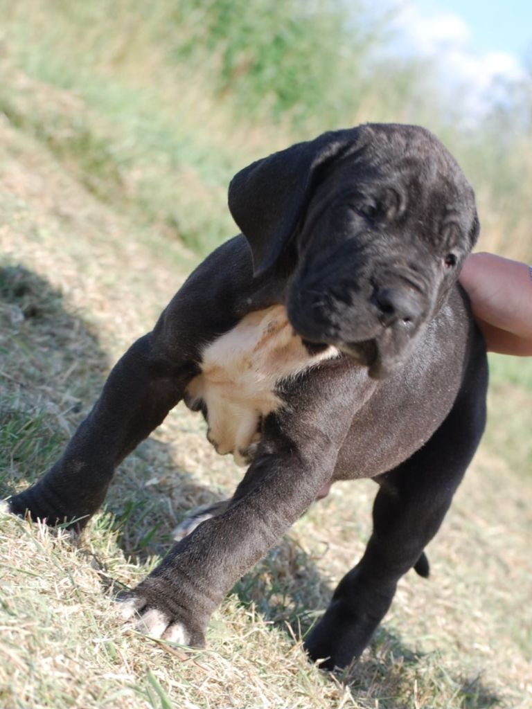 Du Phare Dunkerquois - Chiots disponibles - Dogue allemand
