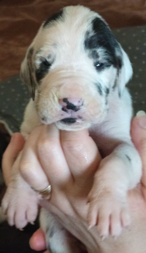 Du Phare Dunkerquois - Chiots disponibles - Dogue allemand