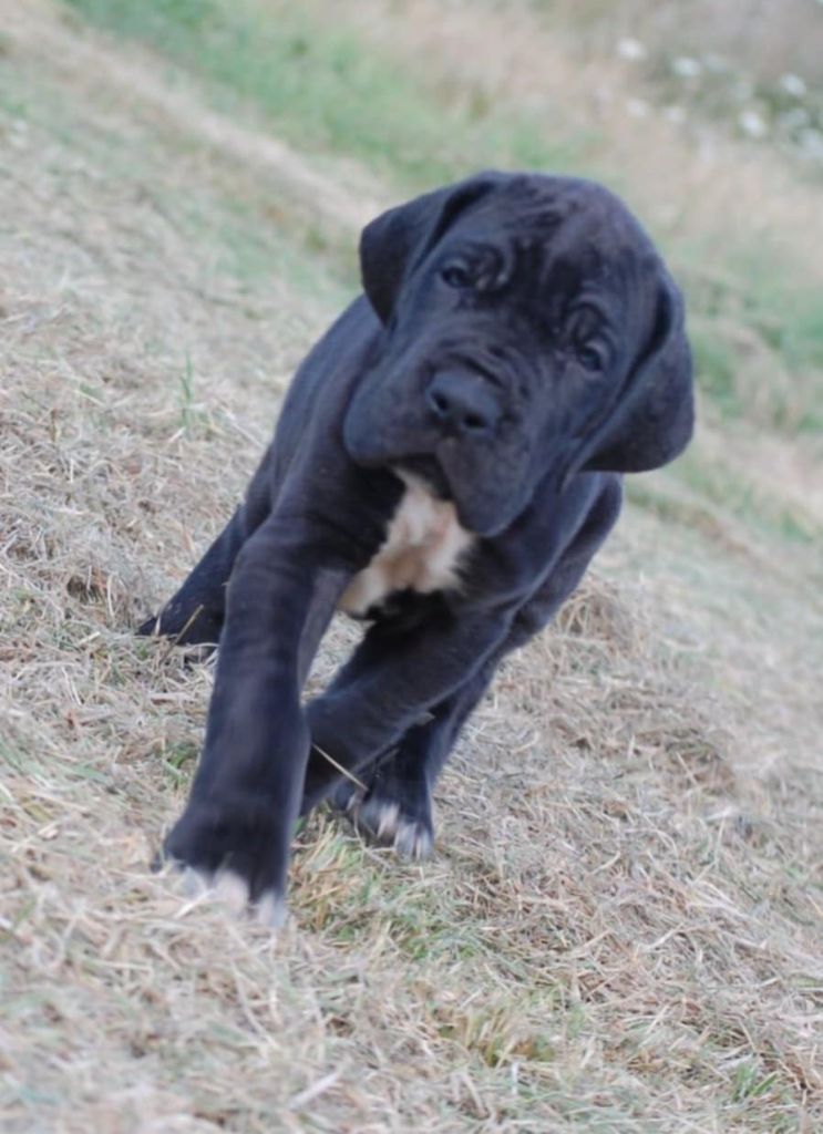 Du Phare Dunkerquois - Chiots disponibles - Dogue allemand