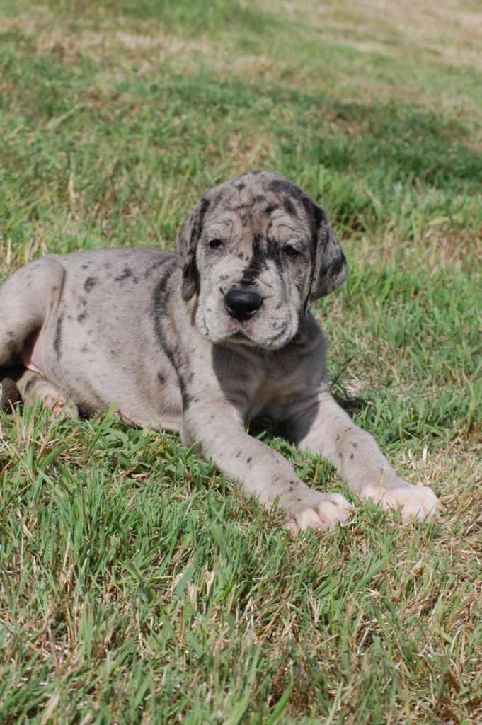 Du Phare Dunkerquois - Chiots disponibles - Dogue allemand