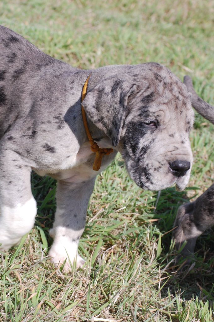 Du Phare Dunkerquois - Chiots disponibles - Dogue allemand