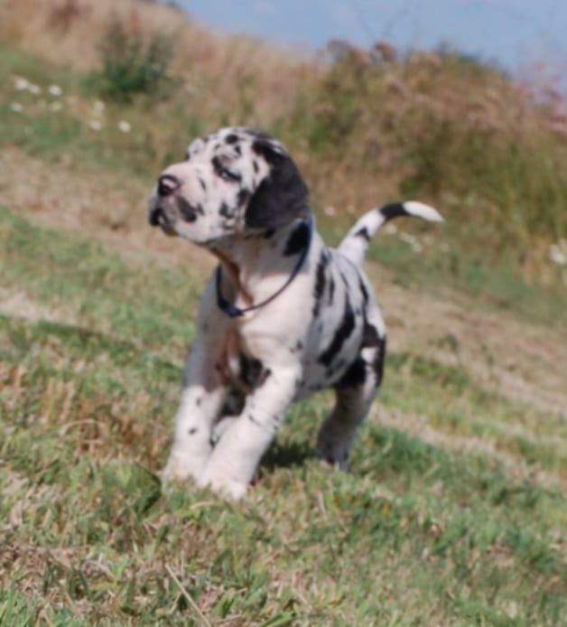 Du Phare Dunkerquois - Chiots disponibles - Dogue allemand